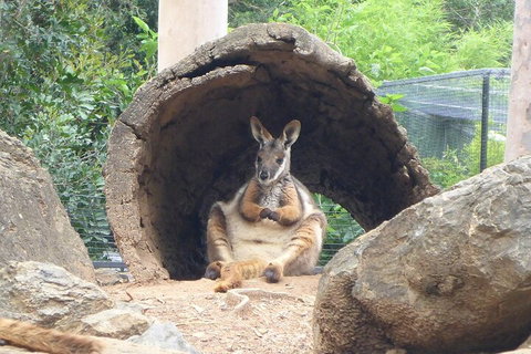 Featherdale Wildlife Park General Admission - Accommodation Cooktown 2