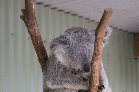 Featherdale Wildlife Park General Admission - Accommodation Cooktown 3