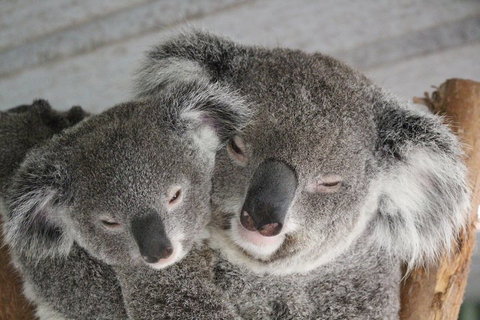 Featherdale Wildlife Park General Admission - Accommodation Cooktown 4