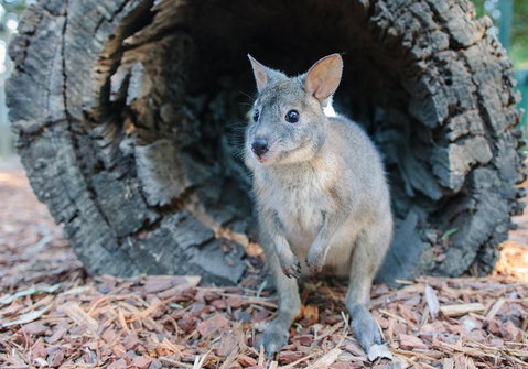 Featherdale Wildlife Park General Admission - Accommodation Cooktown 5