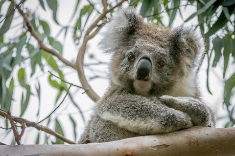Great Ocean Road & Grampians National Park Tour - 3 Days, 2 Nights - Accommodation Cooktown 2