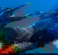 Scuba Dive the S.S. Yongala Wreck on the Great Barrier Reef. - Accommodation Cooktown