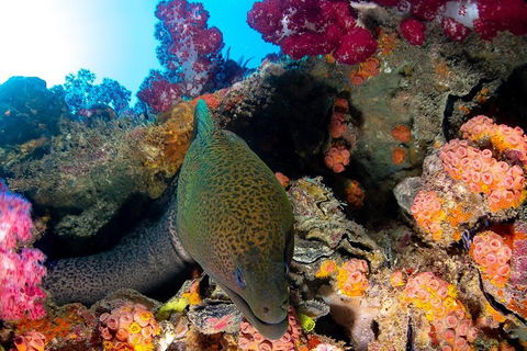 Scuba Dive The S.S. Yongala Wreck On The Great Barrier Reef. - Accommodation Cooktown 1