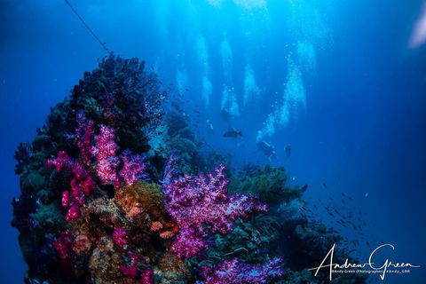 Scuba Dive The S.S. Yongala Wreck On The Great Barrier Reef. - Accommodation Cooktown 2