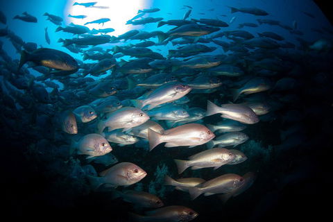Scuba Dive The S.S. Yongala Wreck On The Great Barrier Reef. - Accommodation Cooktown 4