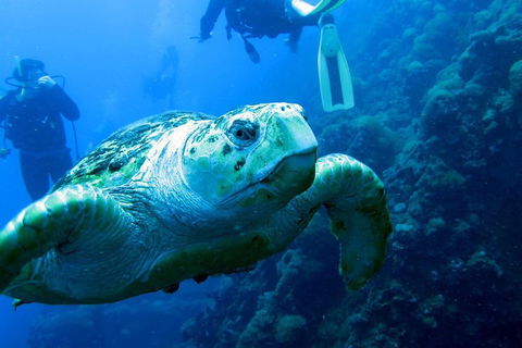 Scuba Dive The S.S. Yongala Wreck On The Great Barrier Reef. - Accommodation Cooktown 5