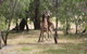 Margaret River Coastal And Wildlife Eco Trip From Busselton Or Dunsborough - thumb 1