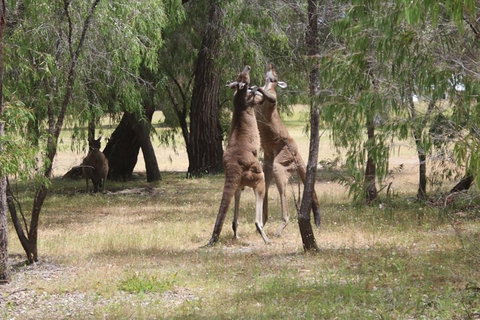 Margaret River Coastal And Wildlife Eco Trip From Busselton Or Dunsborough - Accommodation Cooktown 1